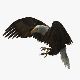 3D American Bald Eagle Rigged model